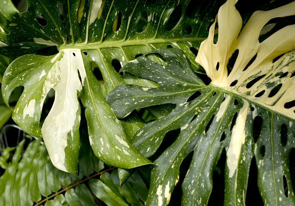 Can Monstera Deliciosa Live Outside Is It Worth the Risk