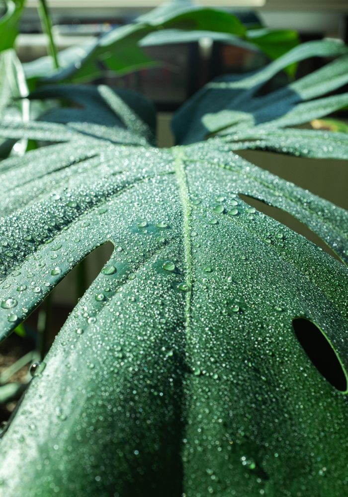 Do Monstera Deliciosa like to be misted