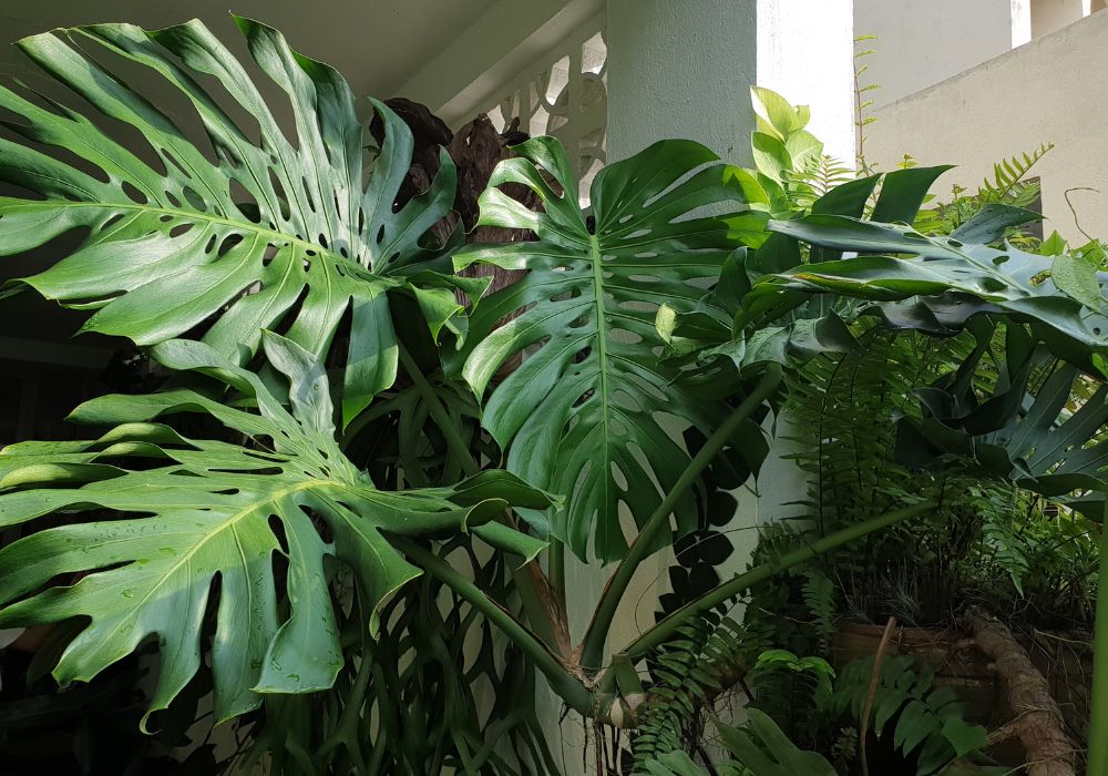 How Fast Does Monstera Deliciosa Grow