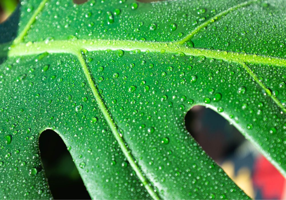 How often to water monstera deliciosa