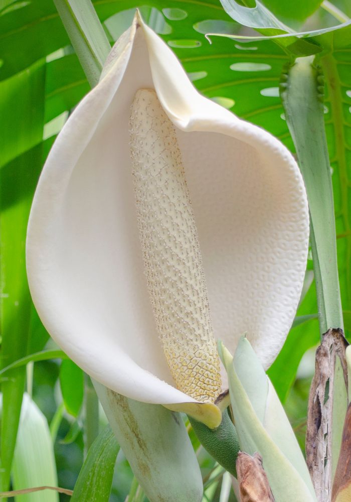 Does Monstera Deliciosa Flower? What You Need to Know | Mystery Gardener