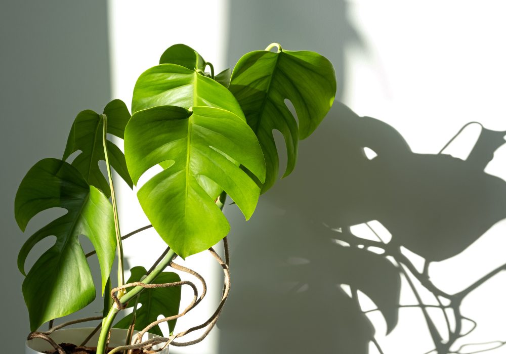 Propagate Monstera Deliciosa