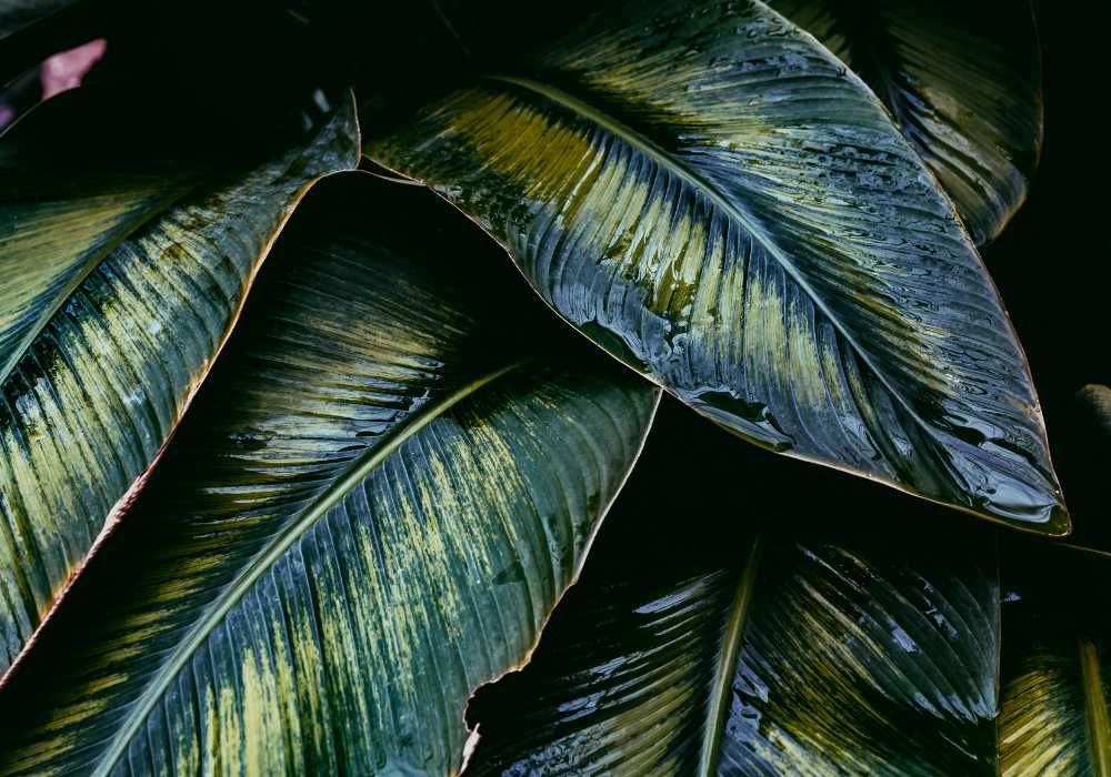 Calathea Ornata Care