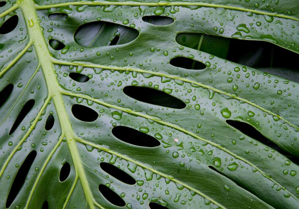 Monstera Esqueleto Care