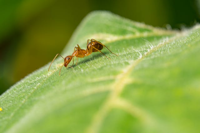 Ants' Impact on Tomato Plant Health