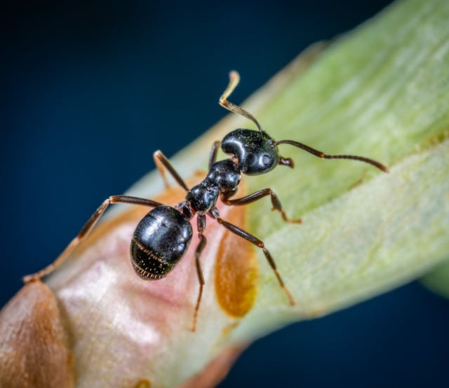 Ants in the Garden Friends or Foes