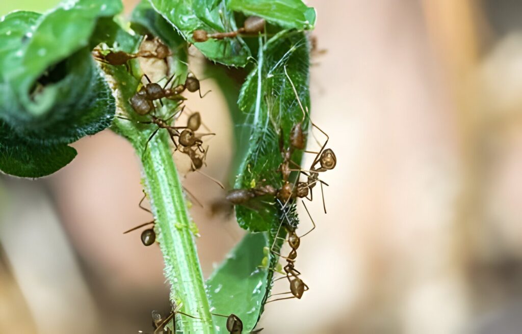 Are Ants Bad For Tomato Plants - Unveiling the Truth