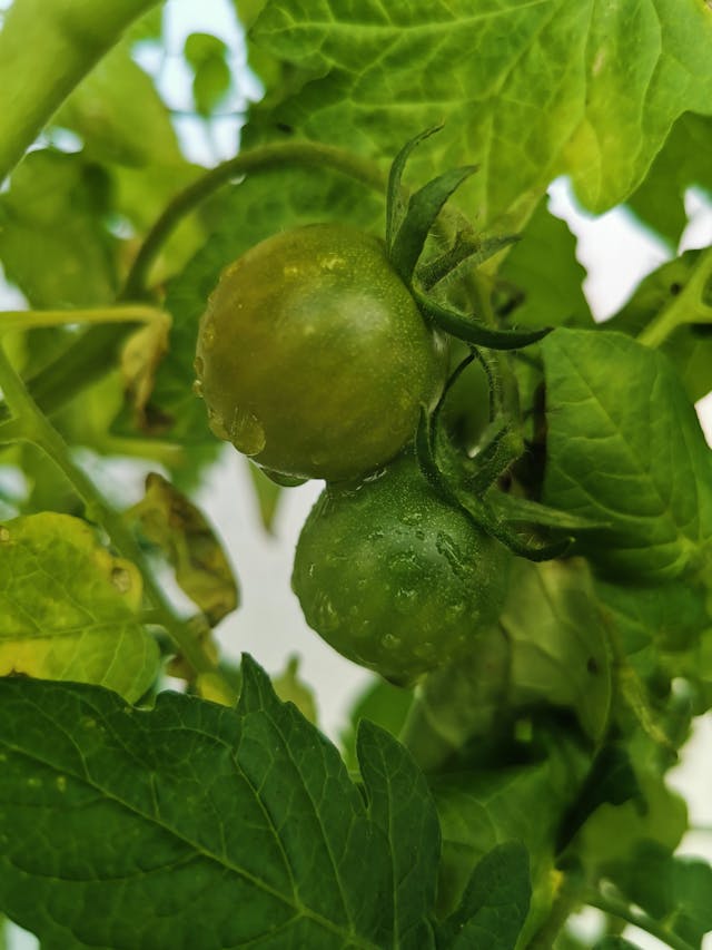 Avoiding Common Mistakes When Plant Zucchini Next To Tomatoes