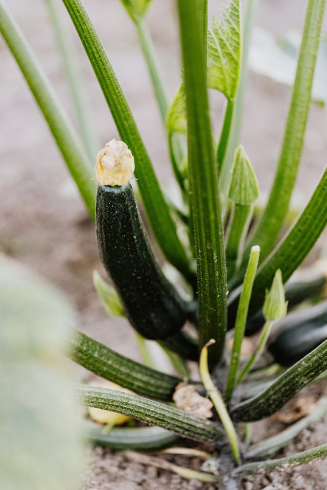 Best Plants to Companion with Tomatoes Apart from Zucchini 