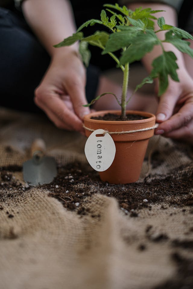 Can A Tomato Plant Survive Without Leaves- Roots- Leaveless plant