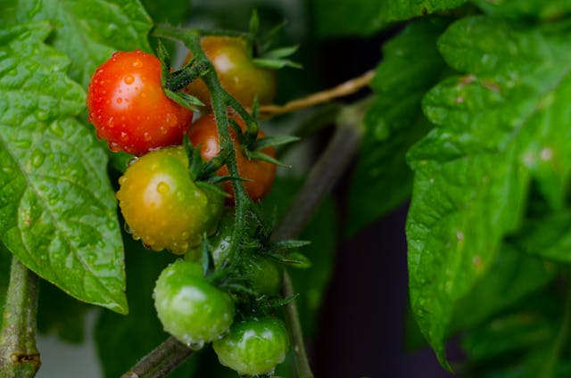 Can A Tomato Plant Survive Without Leaves - Things you didn't Expected