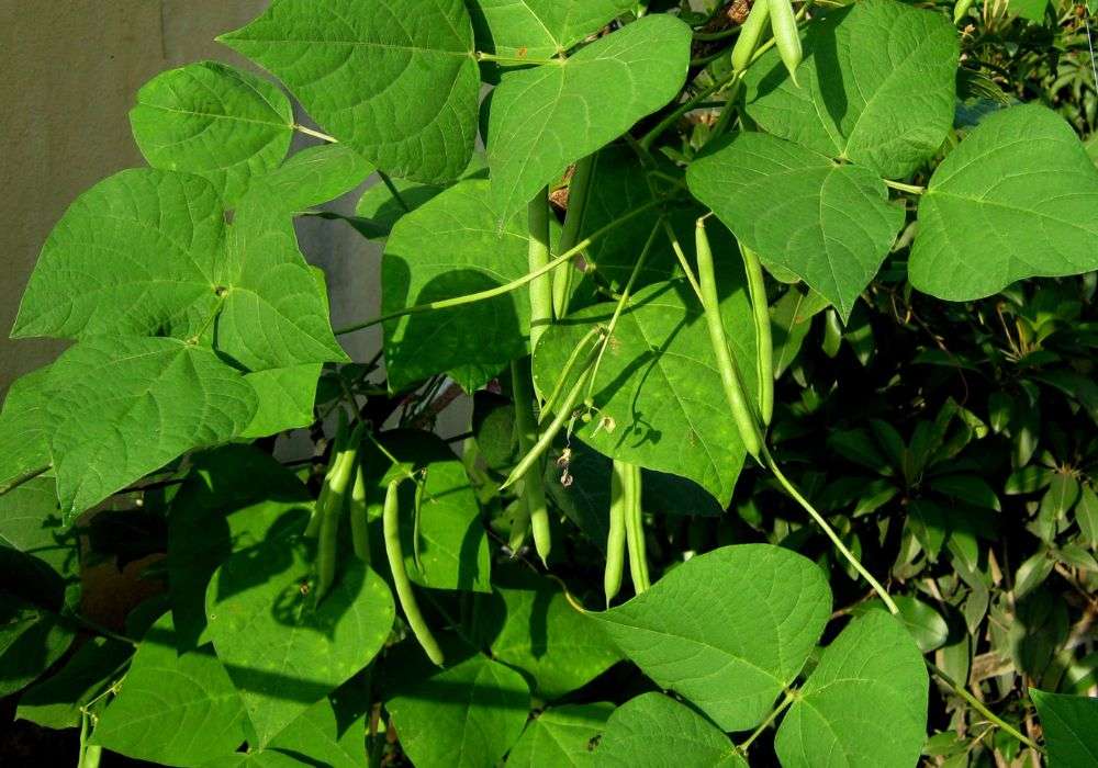 Can Green Beans And Tomatoes Be Planted Together