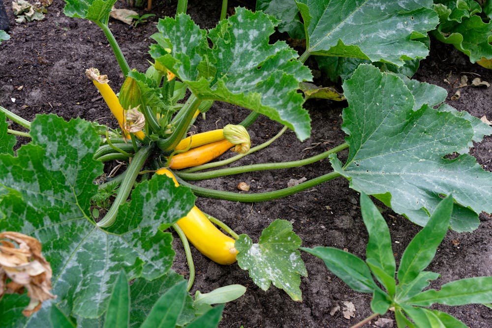 Can I Plant Zucchini Next To Tomatoes - Things you need to Know