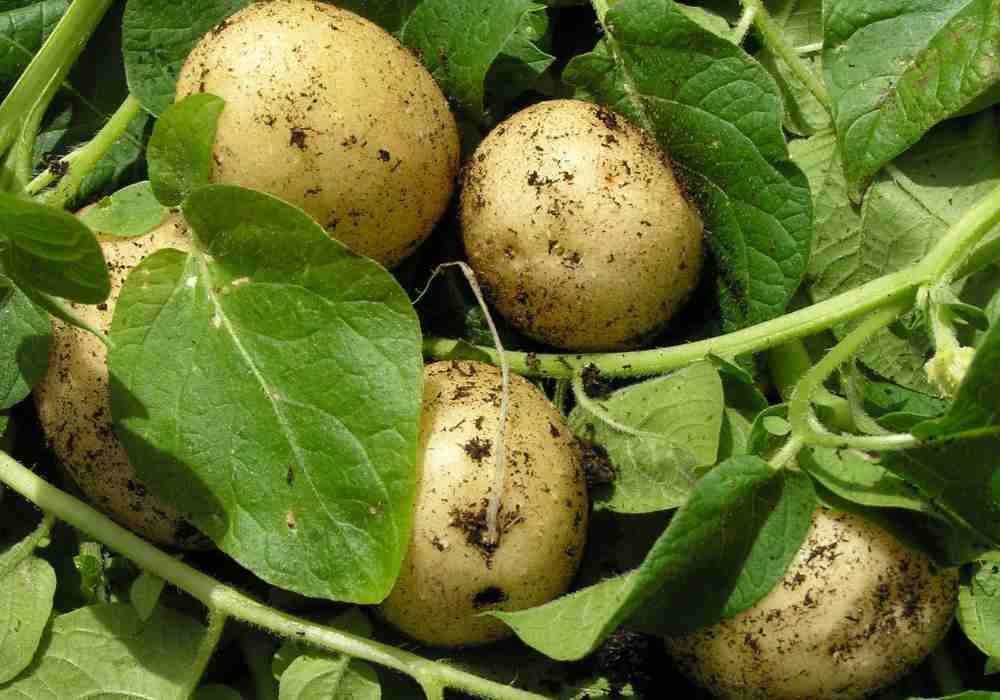 Can Potato Plants Survive Frost - Chilling Truth