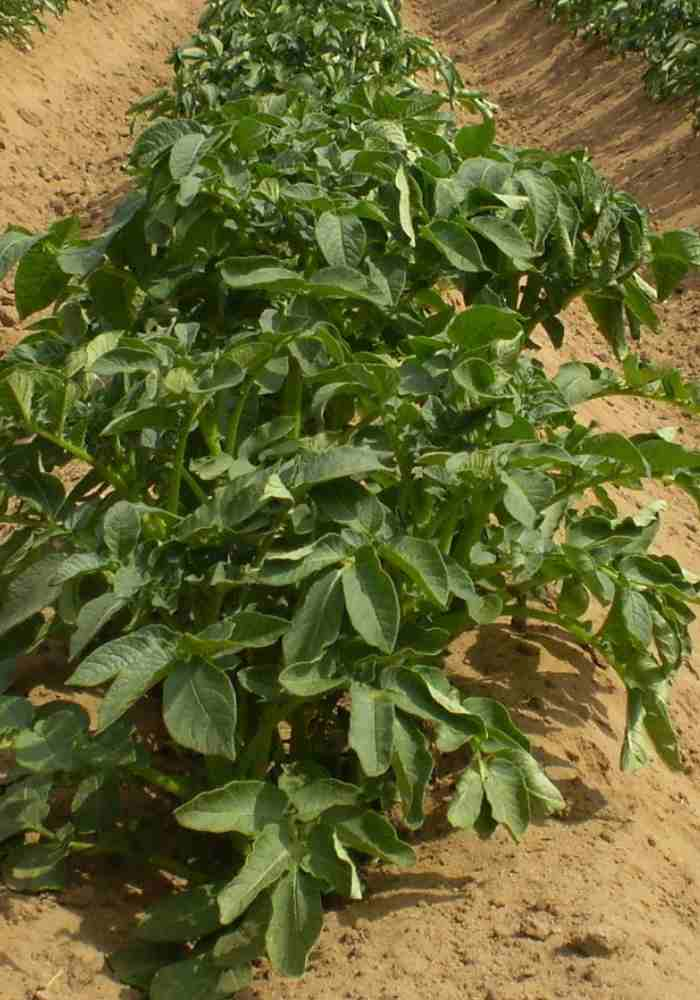 Can Potato Plants Survive Frost