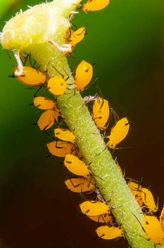 Can Tomato Plants Recover From Aphids ! In short 'YES'