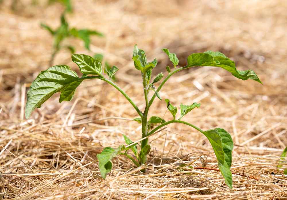 Can You Mulch Around Tomato Plants - Discover the Benefits