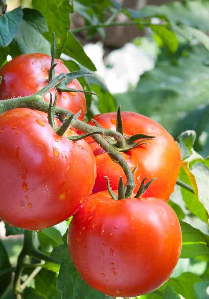 Can You Mulch Around Tomato Plants 