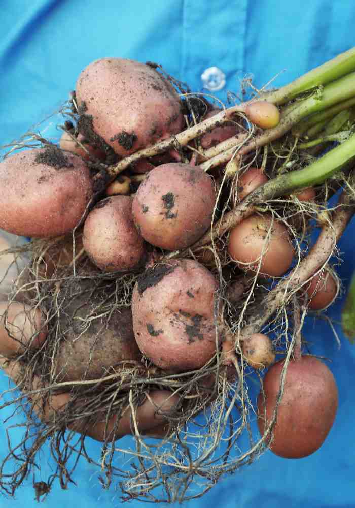 Can You Plant Different Varieties Of Potatoes Together