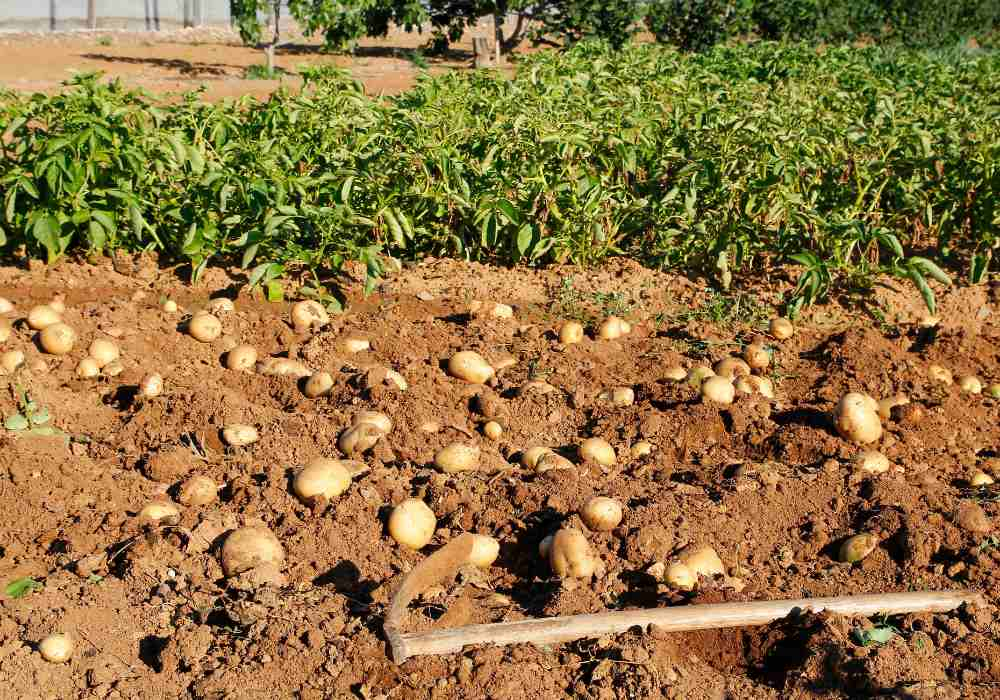 Can You Plant Green Potatoes - Tips and Best Practices