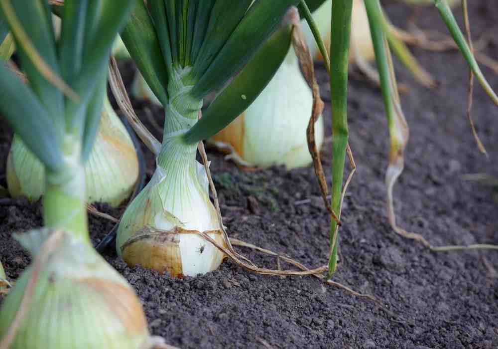 Can You Plant Onions And Potatoes Together - Gardening Hack