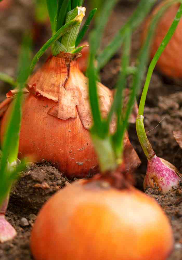 Can You Plant Onions And Potatoes Together