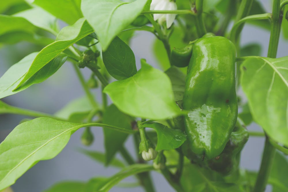 Can You Plant Peppers Deep Like Tomatoes  Right Way to Grow Peppers Plant  