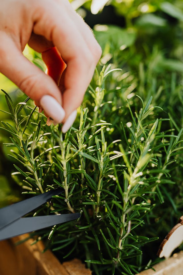 Can You Plant Rosemary With Tomatoes