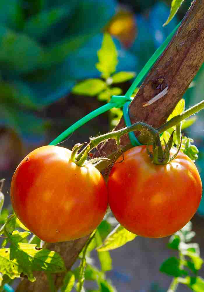 Can You Plant Tomato Seeds Directly In The Ground