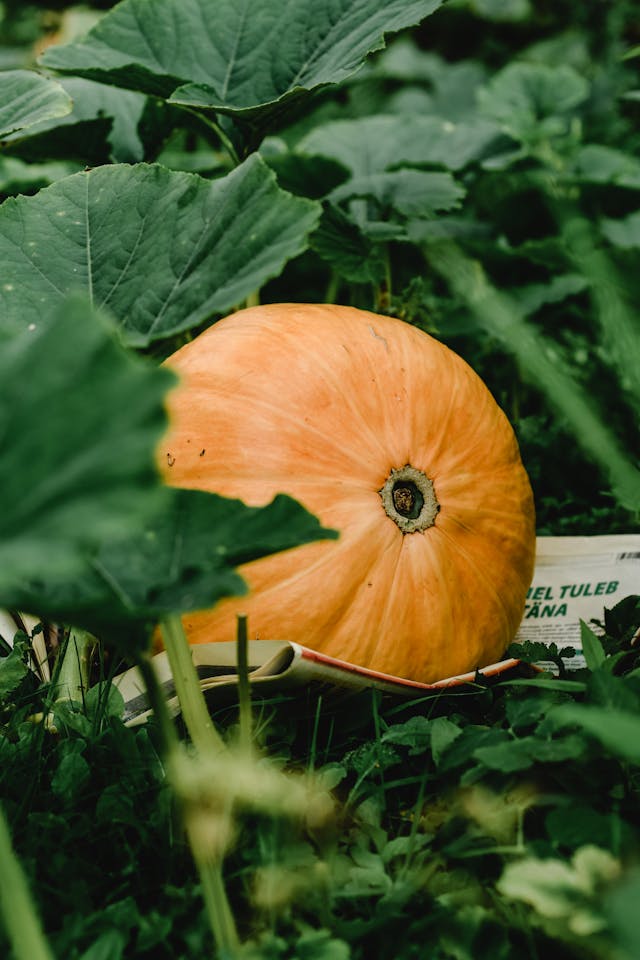 Can You Plant Tomatoes And Pumpkins Together - Secrets Revealed