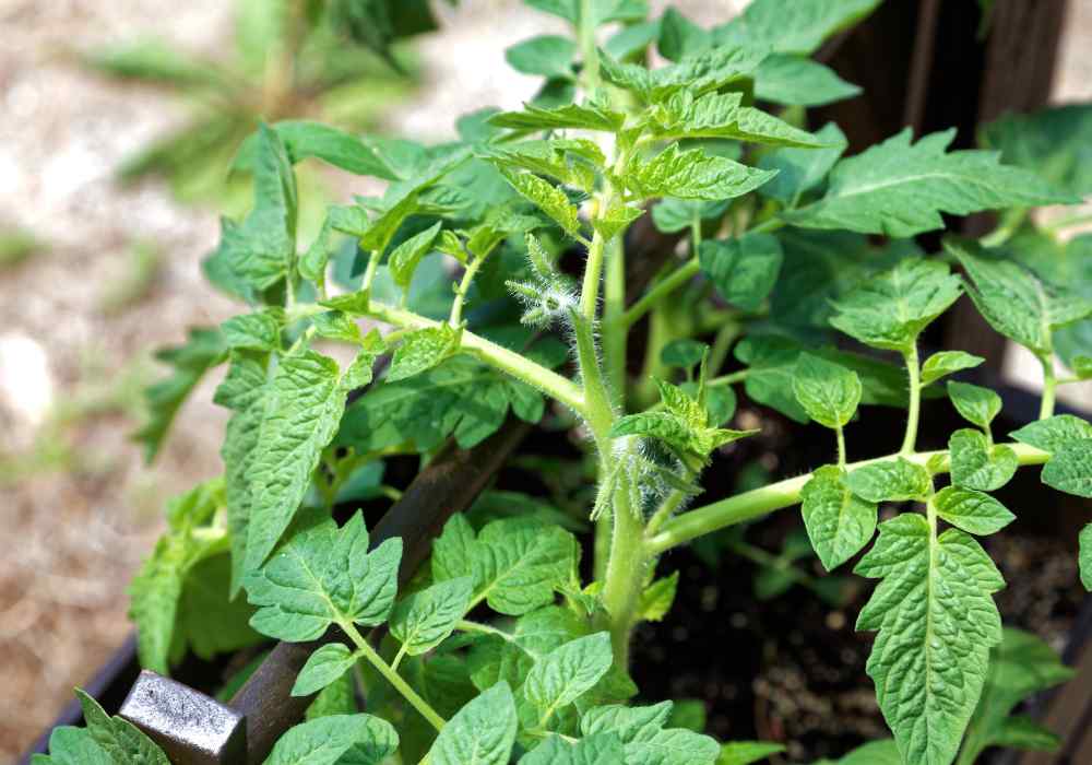 Can You Plant Tomatoes Near Potatoes - Maximizing Yield