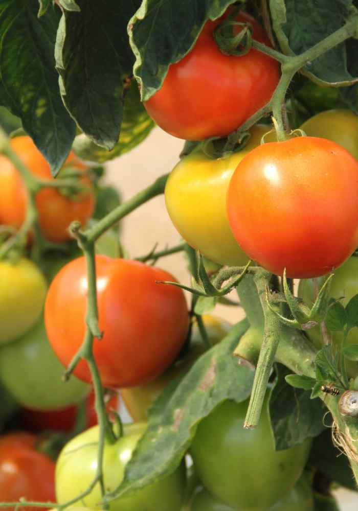 Can You Plant Tomatoes Near Potatoes