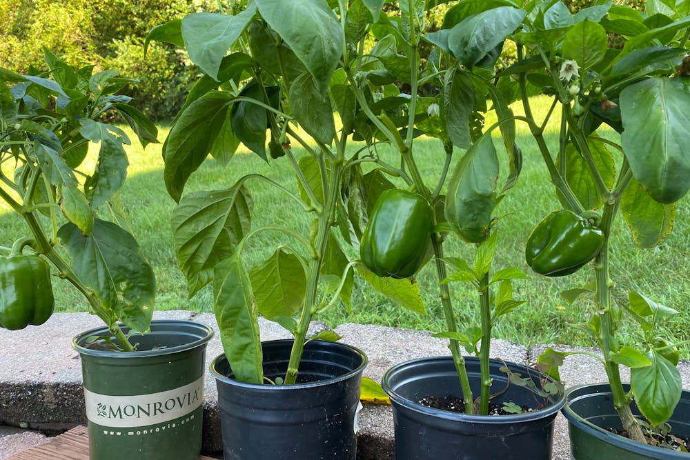 Choosing the Right Location for Your Pepper Plants