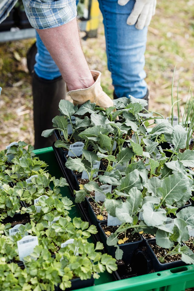 Cucumbers Near Tomatoes May Have Conflicting Watering Needs