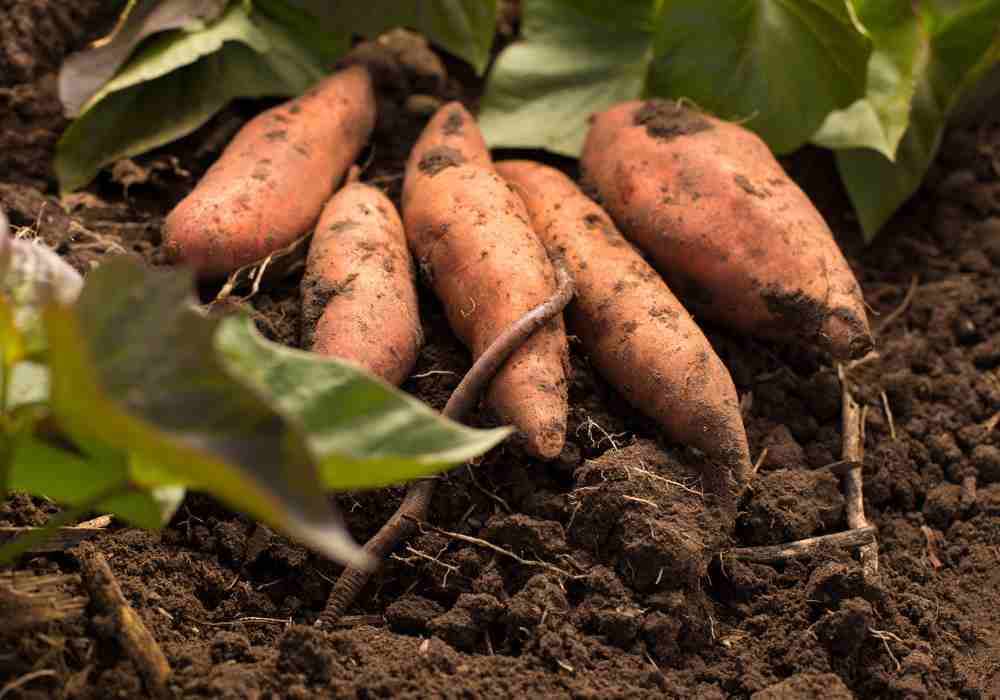 Do Sweet Potato Plants Flower - Sweet Surprises