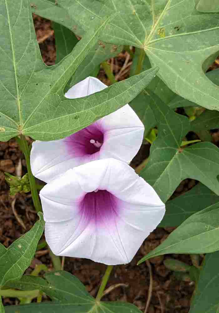 Do Sweet Potato Plants Flower