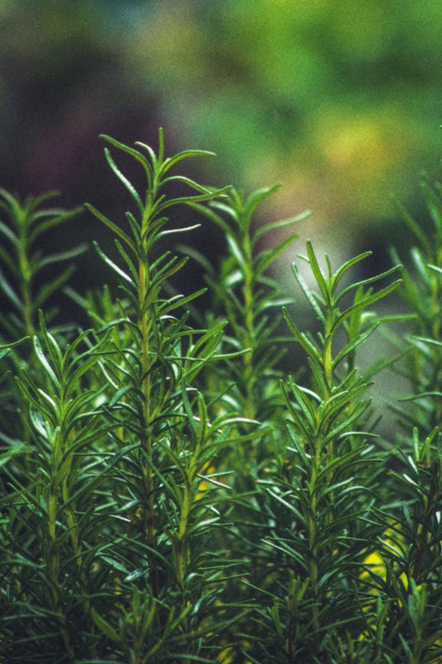 Harvesting Rosemary with Tomatoes Together