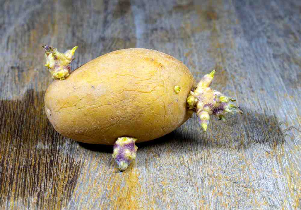 How To Plant A Sprouted Potato - From Sprout to Harvest