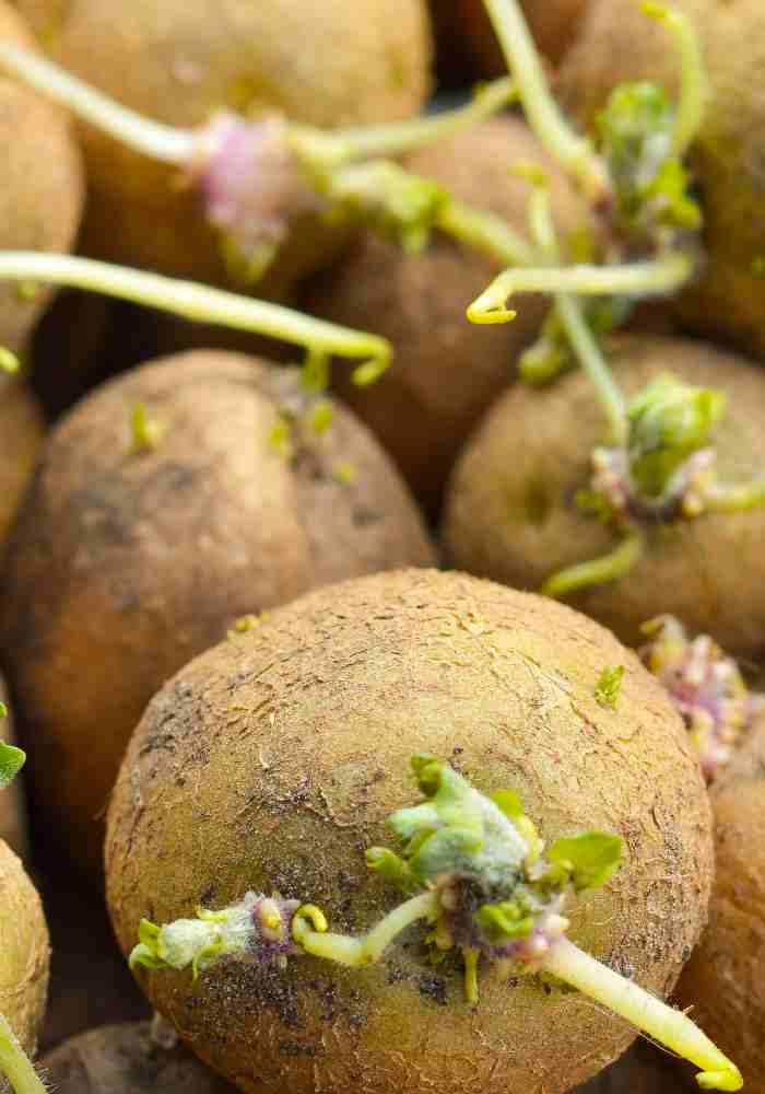 How To Plant A Sprouted Potato