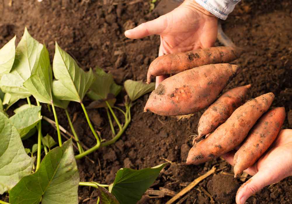 How To Plant Japanese Sweet Potatoes - Step by Step Guide