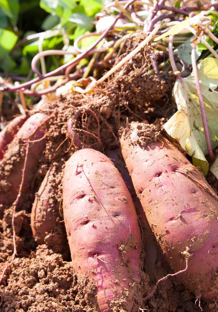 How To Plant Japanese Sweet Potatoes