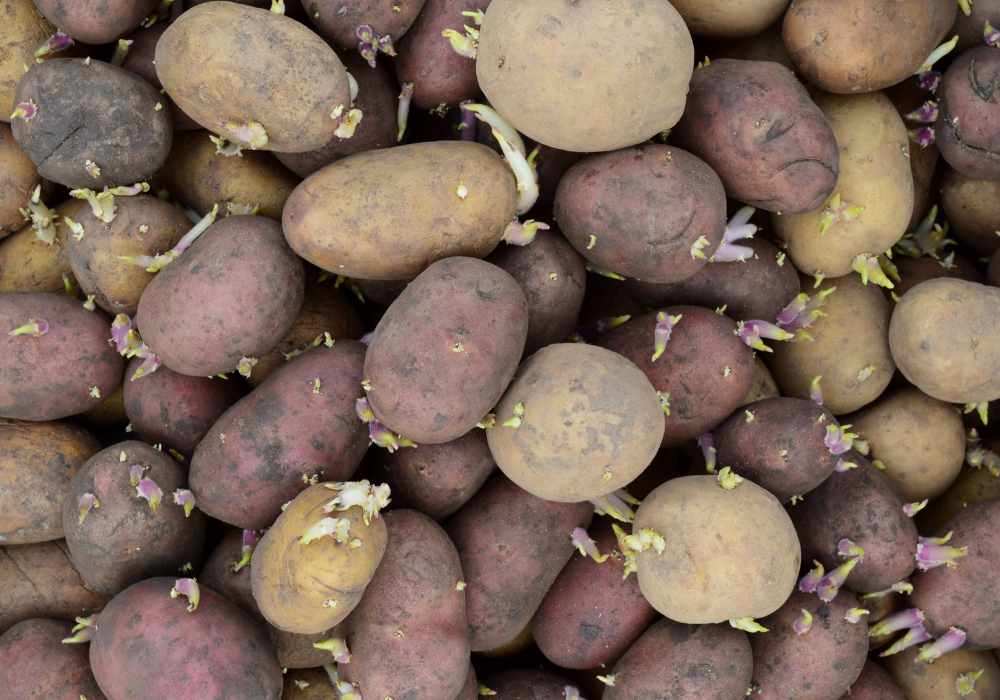 How To Store Seed Potatoes Before Planting - From Storage to Soil