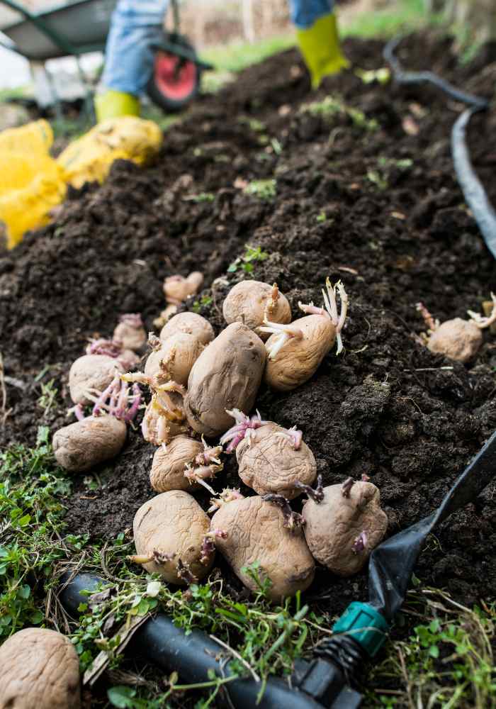 How To Store Seed Potatoes Before Planting