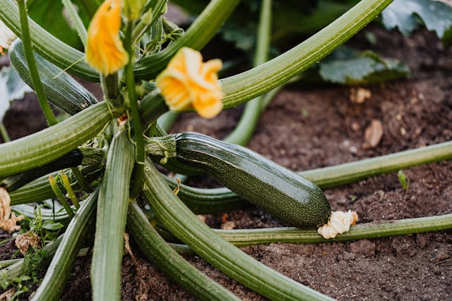 How Zucchini Can Help Your Tomato Plants