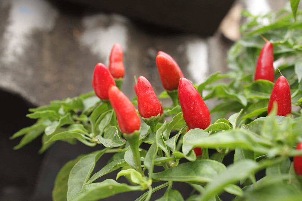 Mulching Around Your Pepper Plants to Retain Moisture