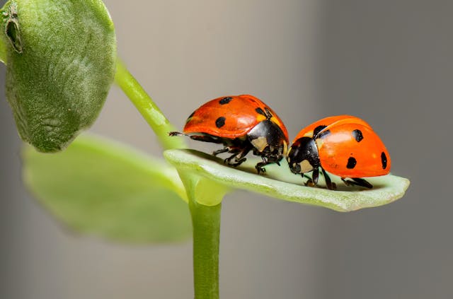 Natural predators of aphids