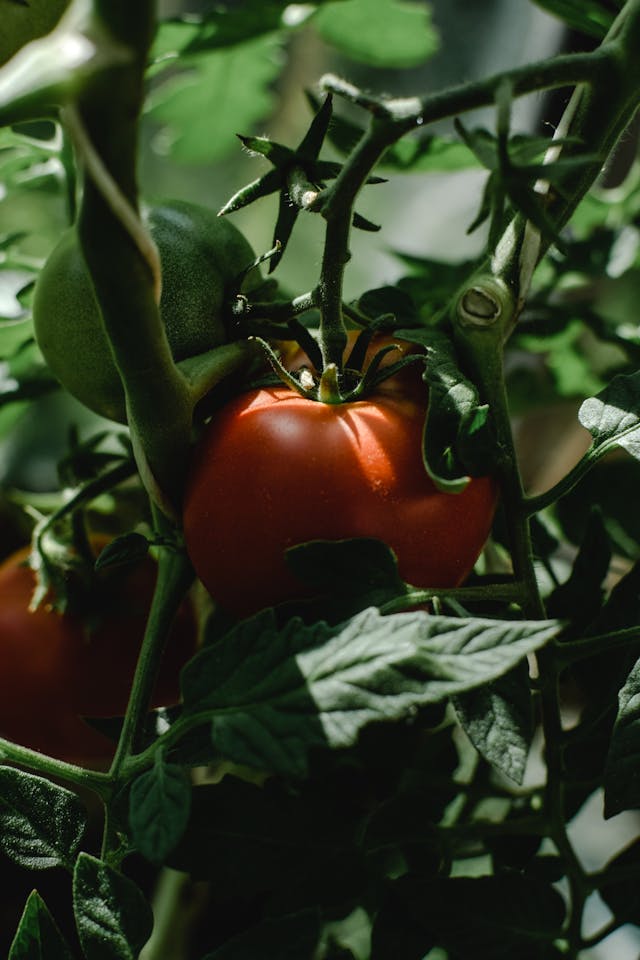 Planting Cucumbers Near Tomatoes Can Result in Lower Yields