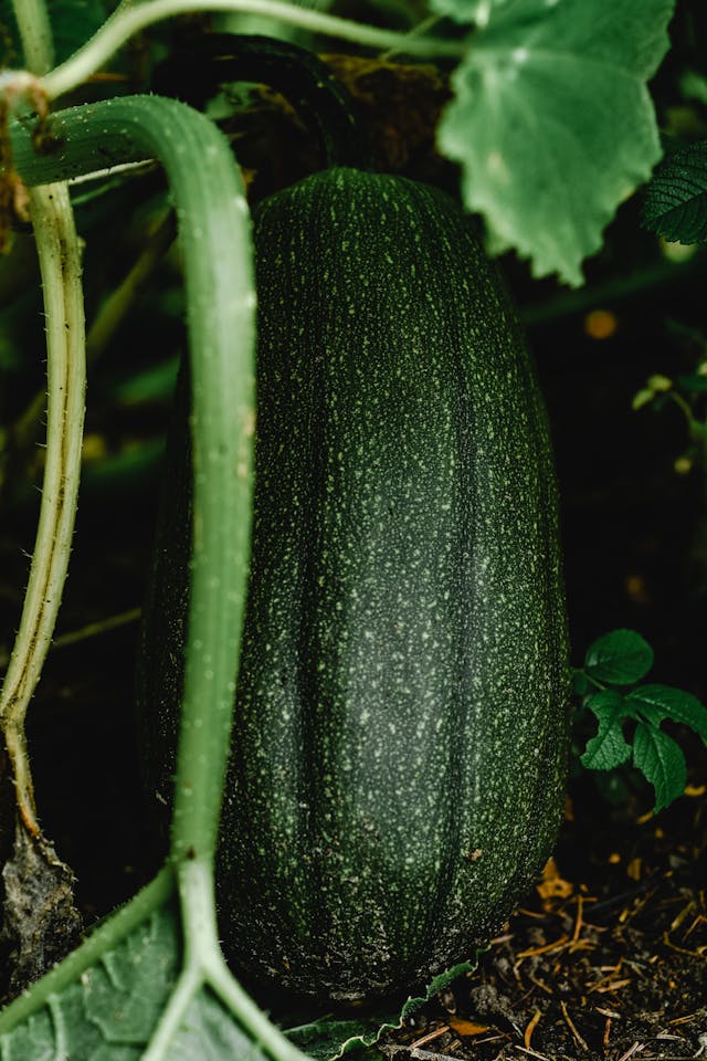 Planting Tomatoes and Pumpkins at the Right Time of Year