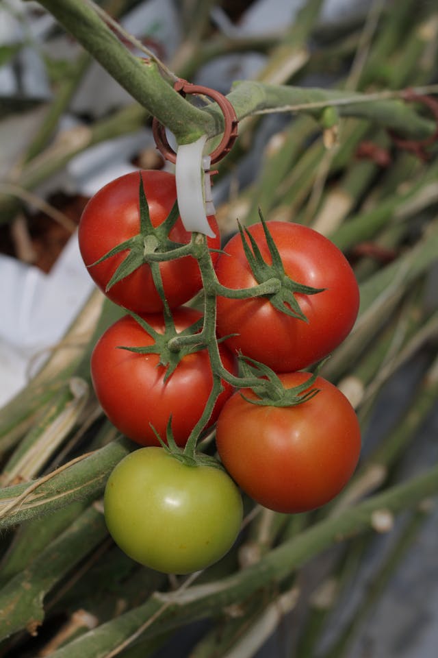 Potential Competition When Cucumbers Near Tomatoes