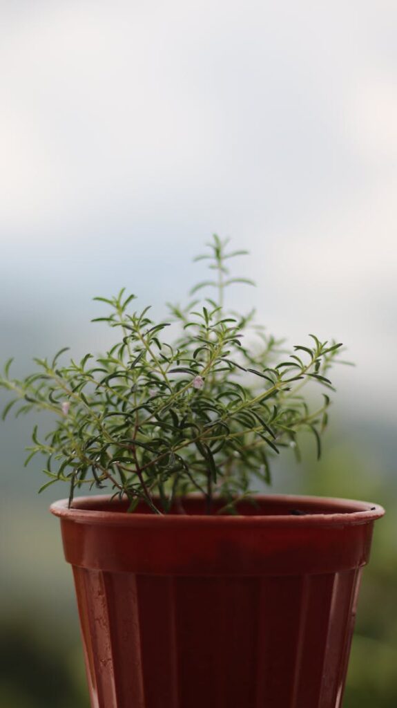 Tips for Planting Rosemary with Tomatoes